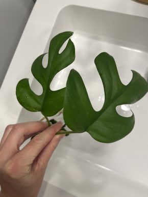 Řízky monstera minima