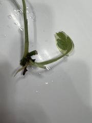 IMG_6103.jpeg