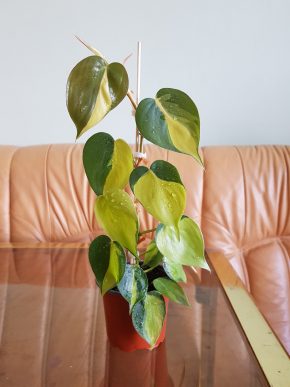Philodendron Scandens Brasil - baby rostlinka