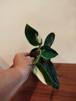 Monstera standleyana variegata