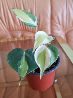 Philodendron hederaceum "Cream Splash" - baby rostlinka