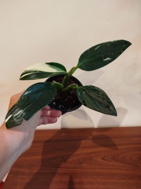 Monstera standleyana variegata