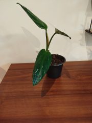 1000020627.jpg