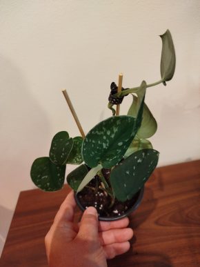 Scindapsus Silver Ann