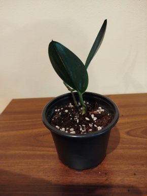 Scindapsus treubi dark form