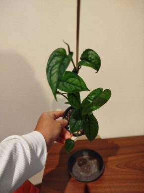 Monstera siltepacana