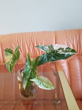 Syngonium Albo Variegata - krásný kořenící vrcholový řízek