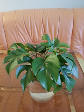 Rhaphidophora tetrasperma - Monstera minima - čerstvý řízek