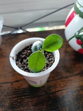 Hoya chouke