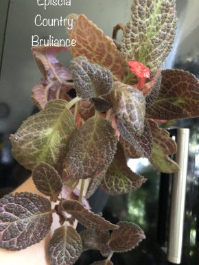 Episcia Country Briliance - čerstvý řizek.
