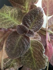 IMG_1091.jpeg