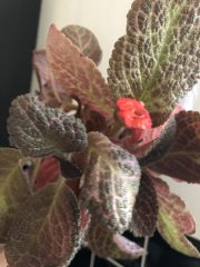 IMG_1089.jpeg