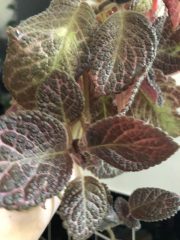 IMG_1090.jpeg