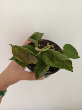 Syngonium Grey Ghost