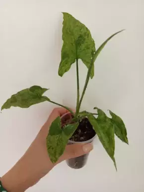 Syngonium Mojito
