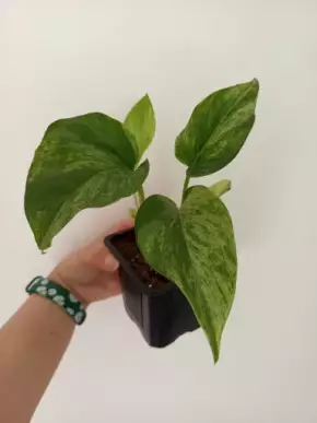 Epipremnum Marble Queen