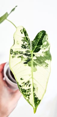 Alocasia Frydek variegata