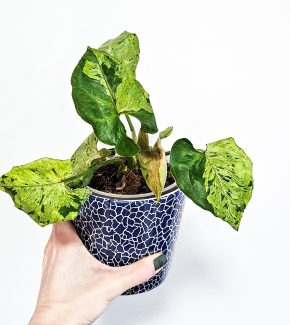 Syngonium Grey Ghost raritka