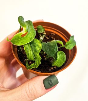 Monstera adansonii Mint 4v1