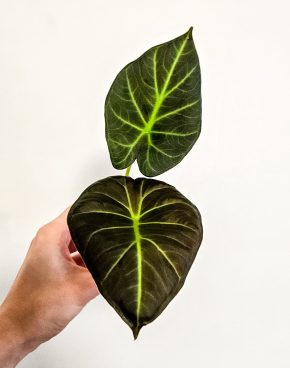 Alocasia regal shields