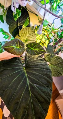 Alocasia regal shields