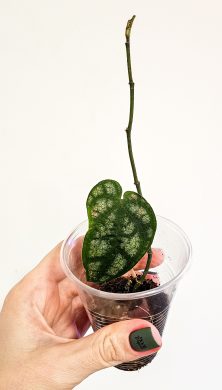 Piper ornatum raritka