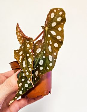 Begonia maculata silver spot
