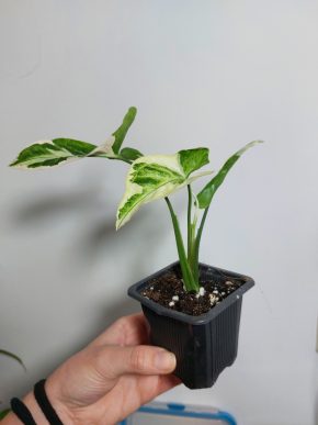 Syngonium T25