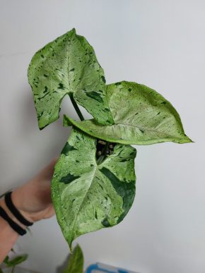 Syngonium Grey Ghost