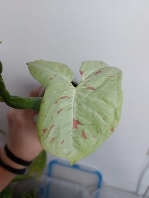 Syngonium Milk Confetti