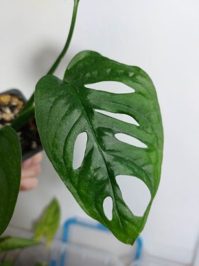 Monstera Adansonii