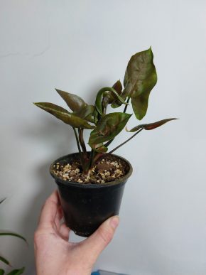 Syngonium Maria