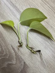 IMG_6188.jpeg