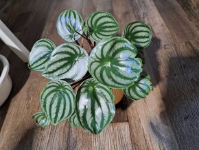 Peperomia argyreia (melounová), květináč 9 cm, Praha 2