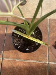 IMG_3940.jpeg