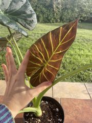 IMG_3942.jpeg