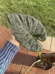 IMG_3943.jpeg