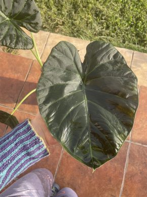 Alocasia Regal Shield