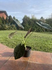IMG_3946.jpeg