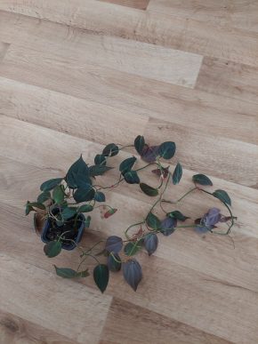 Philodendron micans 3