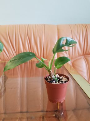 Rhaphidophora tetrasperma - Monstera minima - již krásně zakořeněný řízek