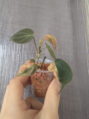 Philodendron micans variegated