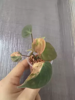 Philodendron micans variegated