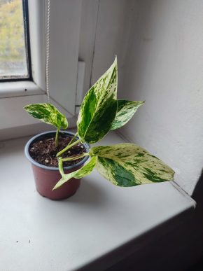 Šplhavnice / epipremnum / pothos marble queen #1