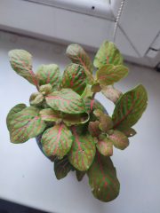 IMG_20251022_085000.jpg