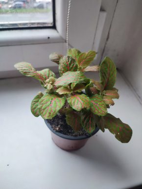 Fitónie / fittonia / hadí kůže #1