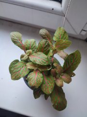 IMG_20251022_084956.jpg