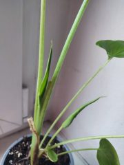 IMG_20251022_092350.jpg