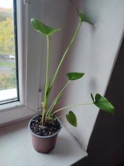 IMG_20251022_092346.jpg