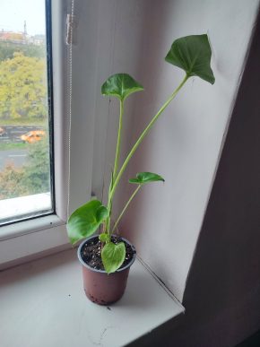 Kala / Kornoutice africká / Zantedeschia aethiopica #2